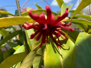 Illicium mexicanum Aztec Fire