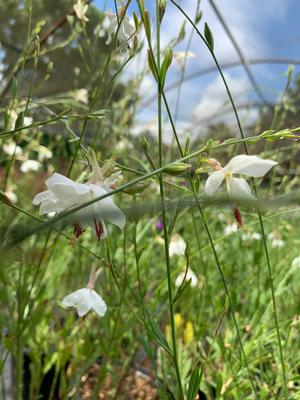 Gaura lindheimeri Belleza White