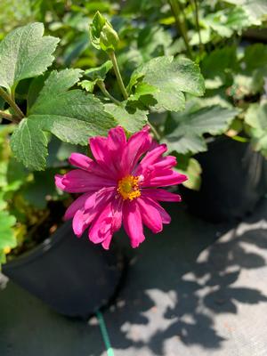 Anemone Huphehensis Prince Heinrich