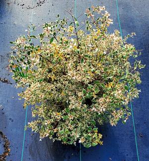 Abelia x grandiflora Miss Lemon™ 