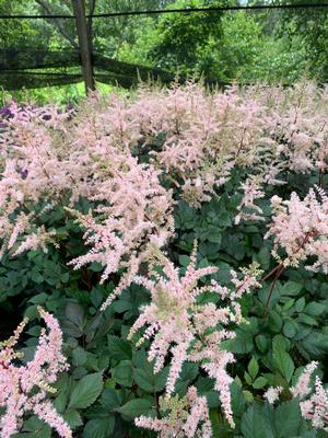 ASTILBE CHINENSIS SPOTLIGHT