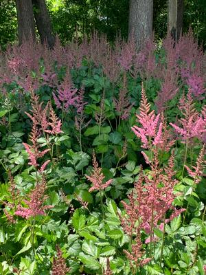 Astilbe chinensis Vision in Pink