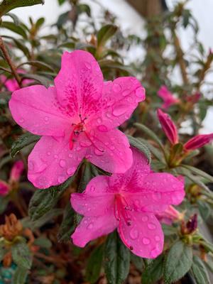 Azalea-Rhododendron Encore®Autumn Amethyst®PP10567 