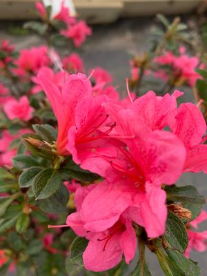 Azalea-Rhododendron Encore®Autumn Coral®PP10568 