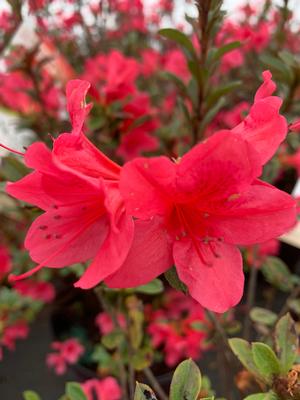 Azalea-Rhododendron Encore®Autumn Ruby®PP12110 