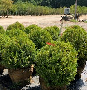 Buxus microphylla Winter Gem