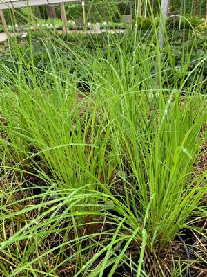 Carex vulpinoidea 