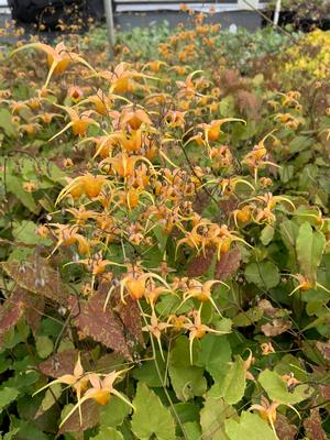 Epimedium Amber Queen