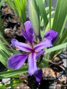 Iris versicolor Purple Flame