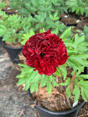 Paeonia Henry Bockstoce