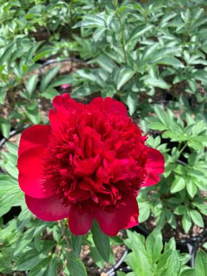 Paeonia Red Charm