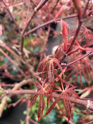 Acer palmatum Crimson Queen