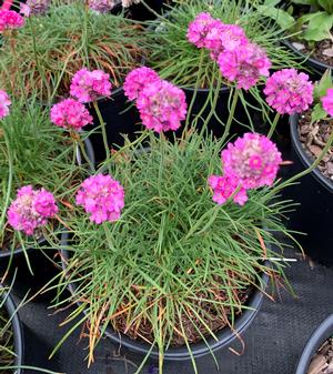 Armeria maritima Splendens