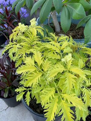 Sambucus racemosa Sutherland Gold