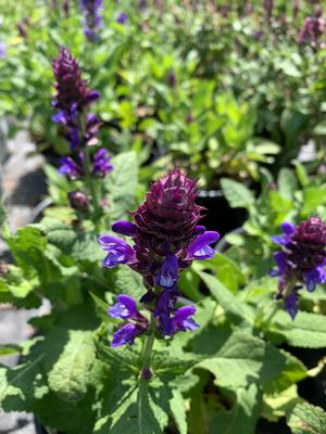 Salvia Blue Marvel