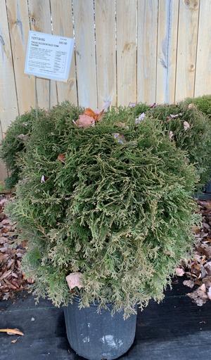 Thuja occidentalis Tom Thumb