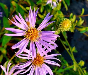 Aster spectabilis 