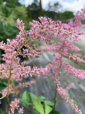 Astilbe Fireworks Pink