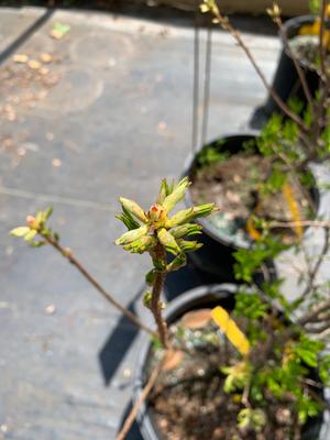 Azalea-Rhododendron Deciduous native (viscosum) Summer Eyelet