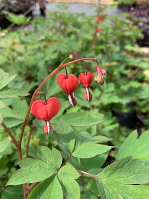 Dicentra Valentine