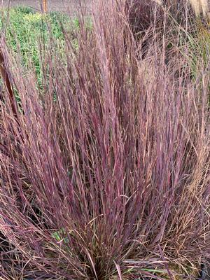 Schizachyrium scoparium Smoke Signal