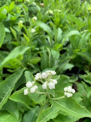 Parthenium integrifolium 