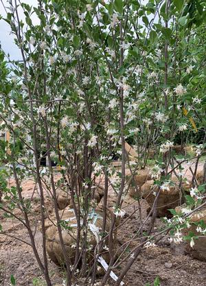 Styrax americanus Baby Blue