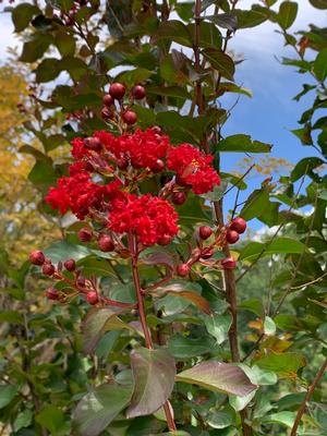 Lagerstroemia Colorama™ Scarlet 