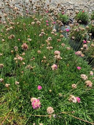 Armeria rubrifolia 