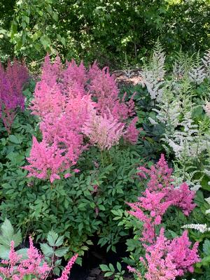 Astilbe Younique Pink