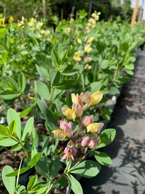 Baptisia x Pink Lemonade