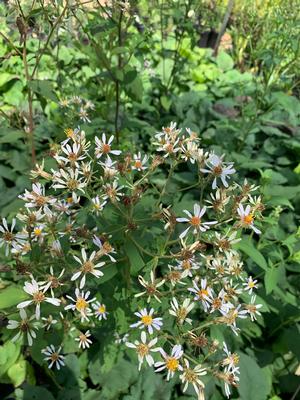 Aster macrophyllus 