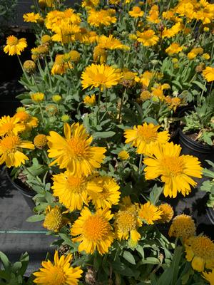 Gaillardia grandiflora Mesa Yellow