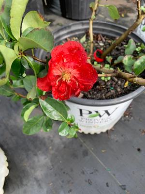 Chaenomeles Double Take® Scarlet(pp20951) 