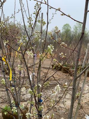 Amelanchier lamarckii 