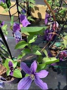 Clematis Arabella