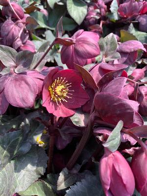 Helleborus x Brunello