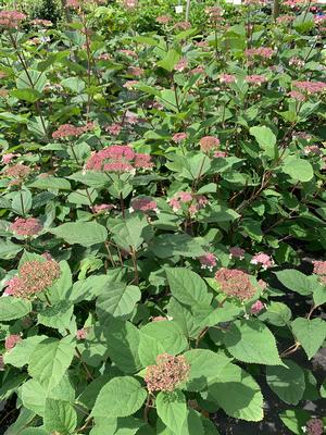 Hydrangea arborescens Invincibelle Lace® (pp33290) 