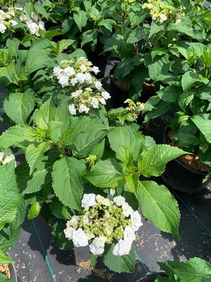 Hydrangea macrophylla Dbl Delights™ Wedding Gown (pp21052) 