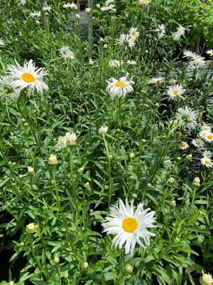 Leucanthemum x supurbum Old Court Variety