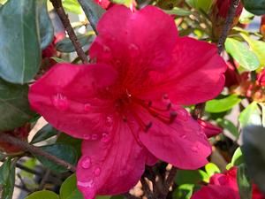 Azalea-Rhododendron Girard hybrid Girards Crimson