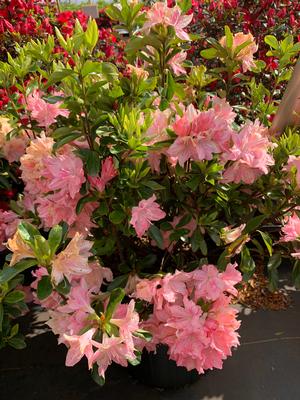 Azalea-Rhododendron Kurume hybrid Pink Pearl