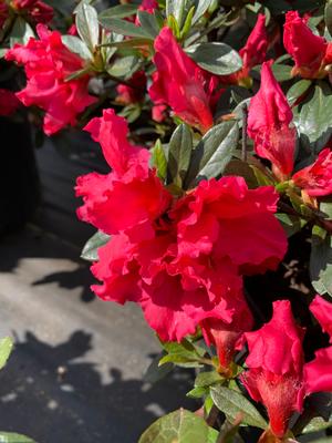 Azalea-Rhododendron Rutherfordiana hybrid Red Ruffles