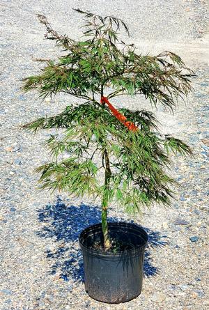 Acer palmatum Inaba shidare