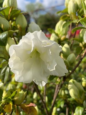 Azalea-Rhododendron Hyatt Hybrid Sandras Green Ice