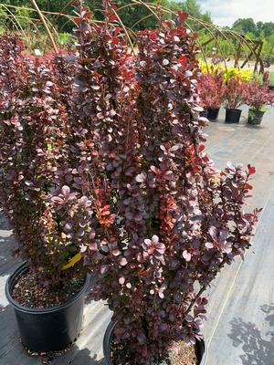 Berberis thunbergii Helmond Pillar