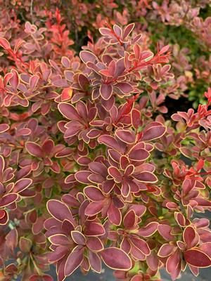 Berberis thunbergii Admiration(PP16921)