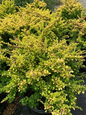 Berberis thunbergii Aurea Nana