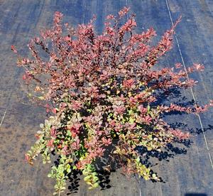 BERBERIS THUNBERGII ROYAL BURGUNDY