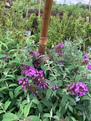 Buddleia Buzz™ Purple (PP1106720) 